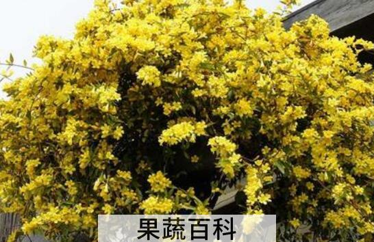 法国香水茉莉的养殖方法和注意事项