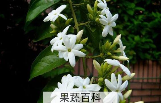 笔尖茉莉的养殖方法和注意事项
