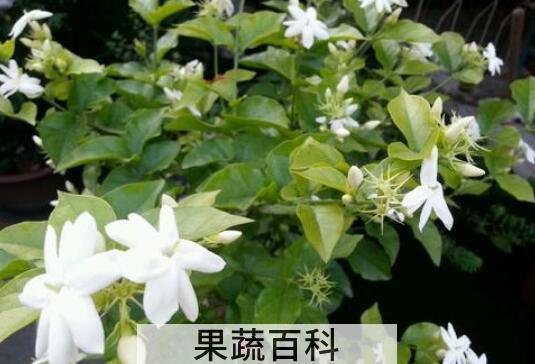 笔尖茉莉的养殖方法和注意事项