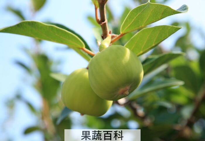 薜荔果是什么，薜荔果的功效与作用有哪些？