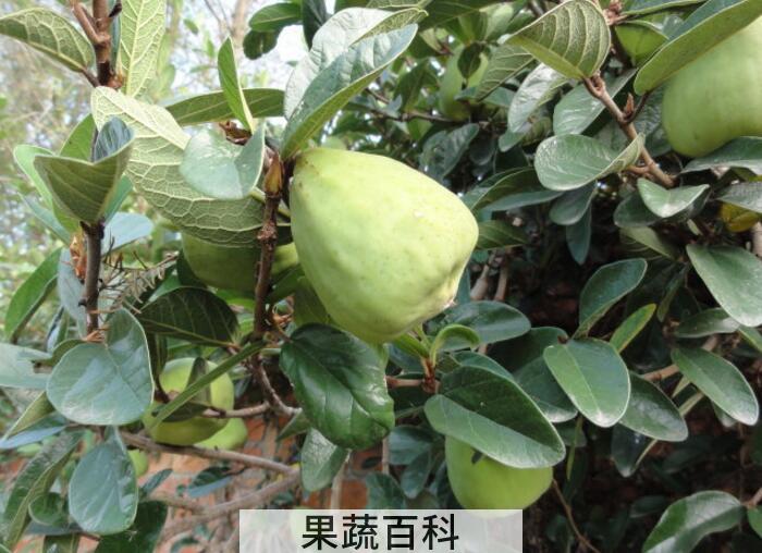 薜荔果是什么，薜荔果的功效与作用有哪些？
