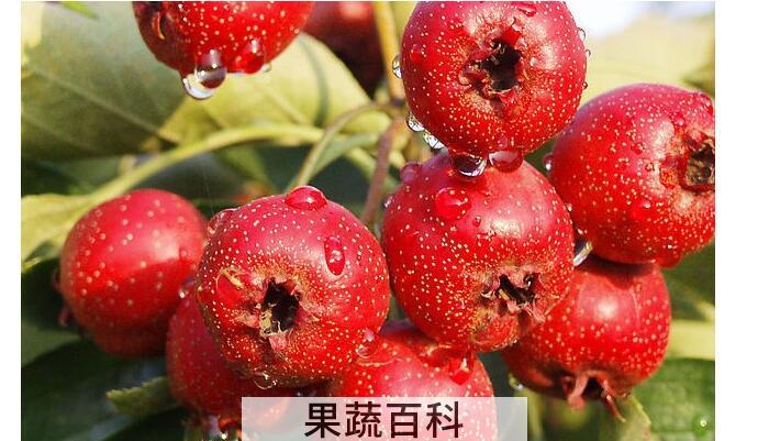 山楂的功效与作用介绍，为何人们如此深爱它？