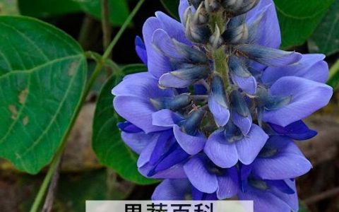 紫葛花的作用与功效