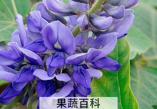 紫葛花的作用与功效