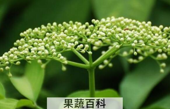 接骨木花的功效与作用