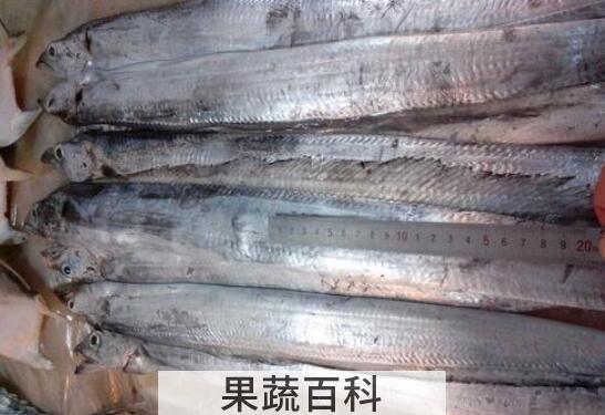 刀鱼和带鱼的区别 吃刀鱼的好处