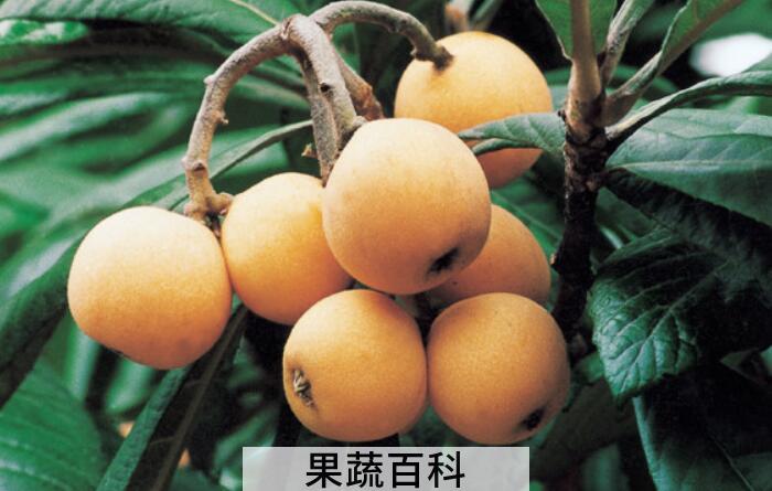 枇杷的功效与作用，枇杷果枇杷叶都是好东西！