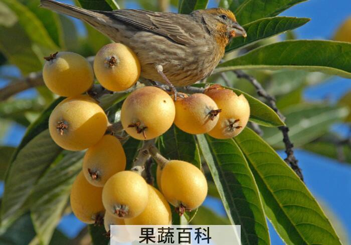 枇杷的功效与作用，枇杷果枇杷叶都是好东西！