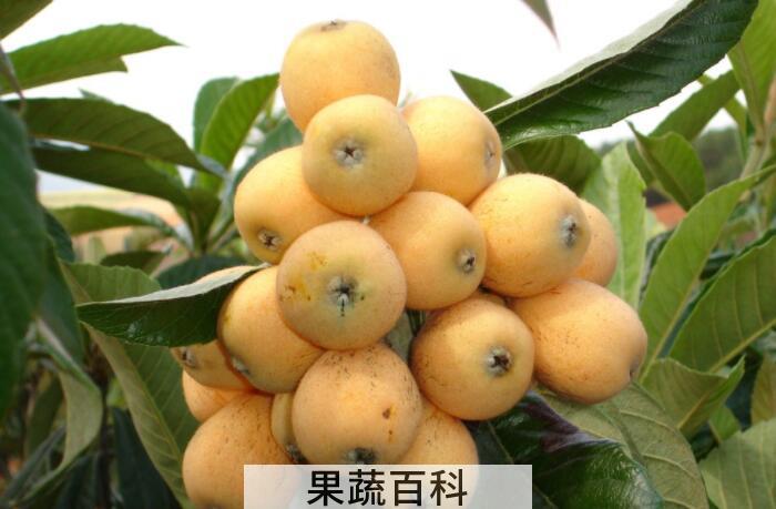 枇杷的功效与作用，枇杷果枇杷叶都是好东西！
