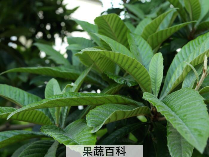 枇杷的功效与作用，枇杷果枇杷叶都是好东西！