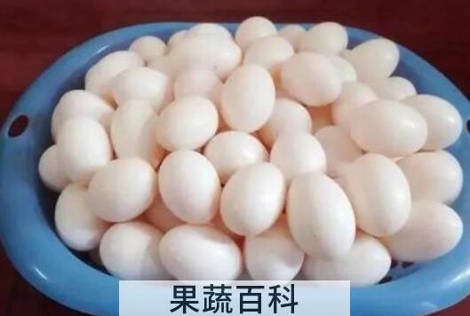 鸽子蛋怎么吃最营养 鸽子蛋的正确食用方法