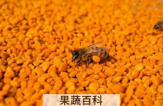安吉白茶花粉的功效与禁忌