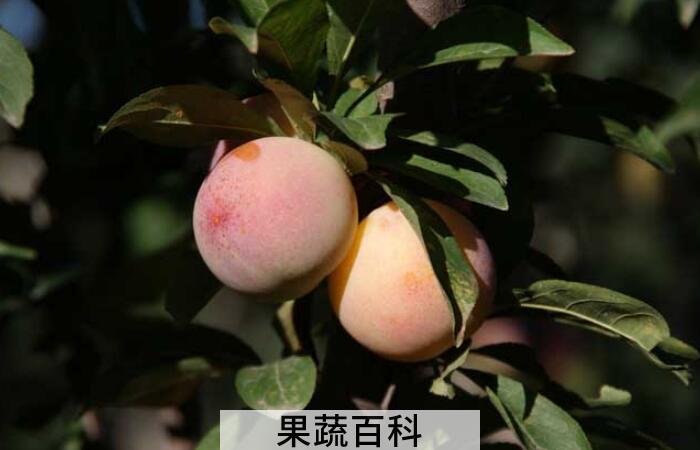 李子的功效与作用，堪称是抗衰老、防疾病的“超级水果”