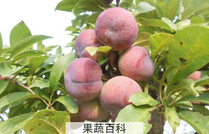 李子的功效与作用，堪称是抗衰老、防疾病的“超级水果”