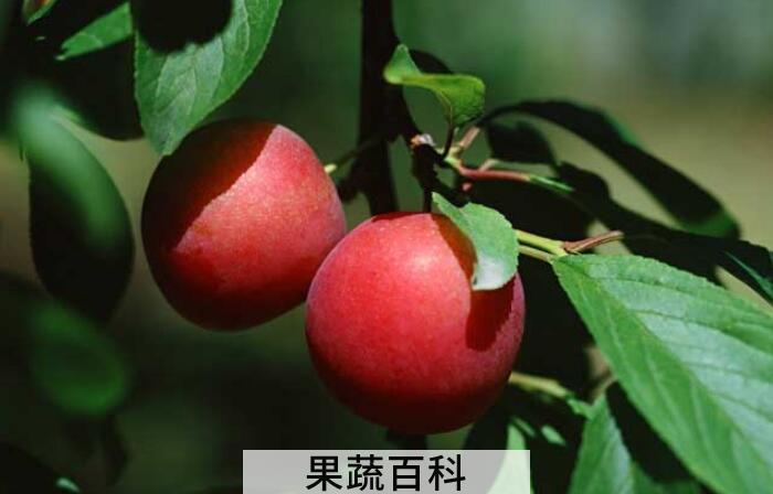 李子的功效与作用，堪称是抗衰老、防疾病的“超级水果”