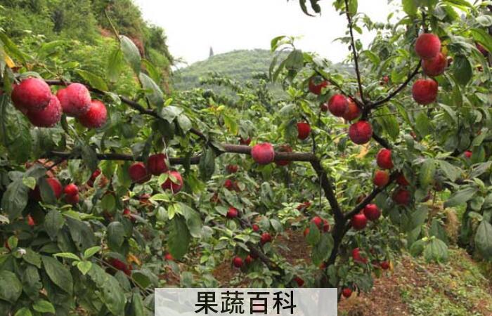 李子的功效与作用，堪称是抗衰老、防疾病的“超级水果”