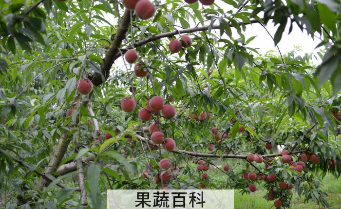 桃子的种植方法介绍，非常有用的栽培种植技术