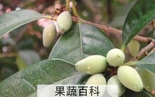 桂花果怎么吃 桂花果如何食用方法
