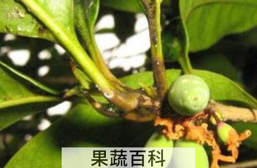 桂花果怎么吃 桂花果如何食用方法