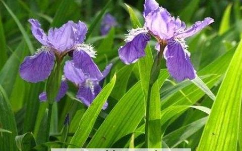 鸢尾兰果实的药用价值