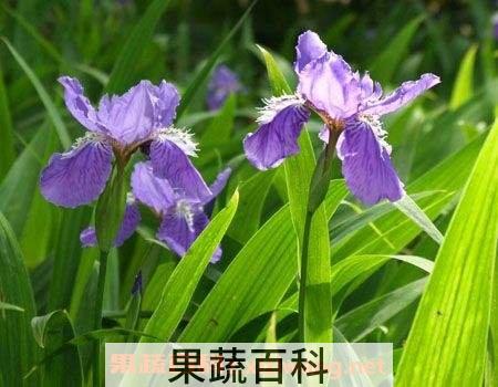 鸢尾兰果实