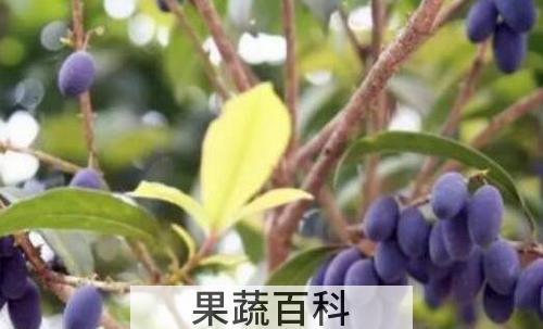 桂花籽如何泡酒 桂花籽泡酒制作方法