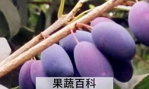 桂花籽如何泡酒 桂花籽泡酒制作方法