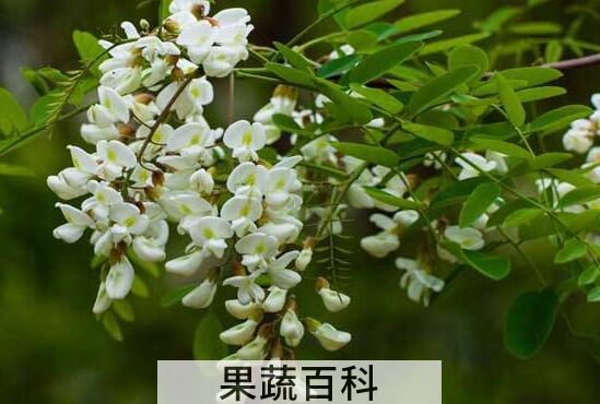 洋槐花和槐花的区别