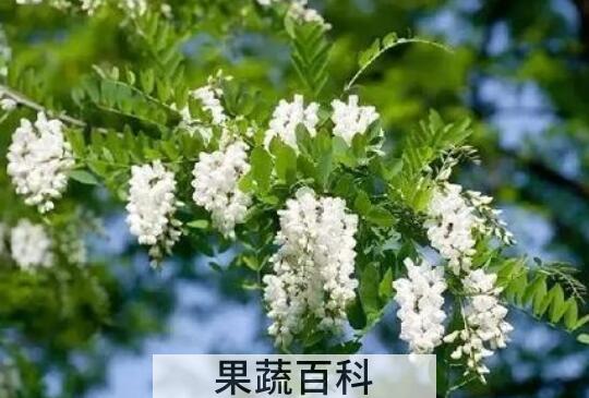 洋槐花和槐花的区别
