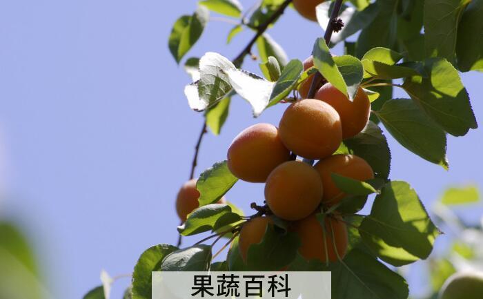 杏子的功效与作用，原来它具有那么多的好处呢