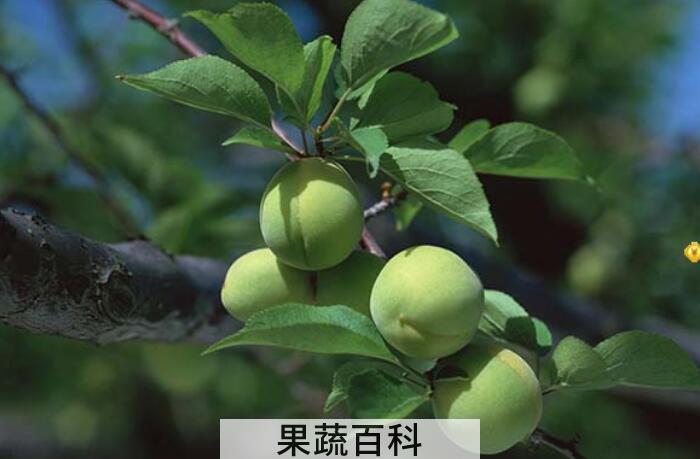 杏子的功效与作用，原来它具有那么多的好处呢