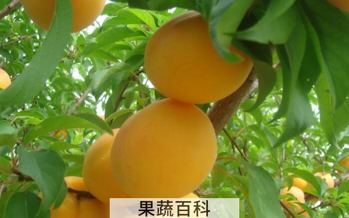杏子的功效与作用，原来它具有那么多的好处呢