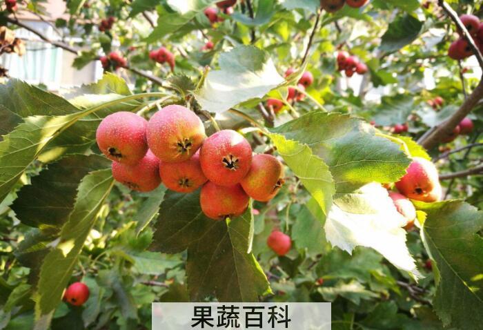 花红的功效与作用，花红四种功效有益人体健康