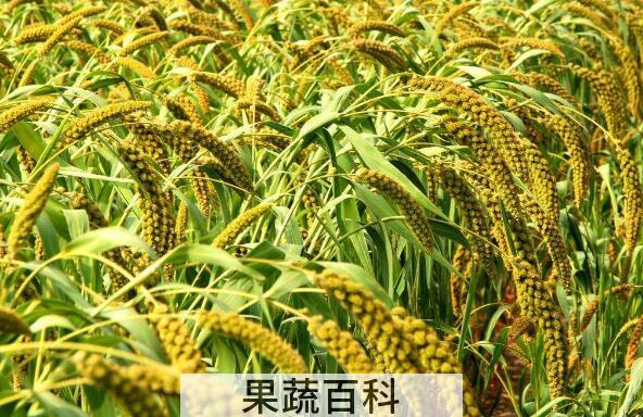 糜子米怎么吃 糜子米的食用方法