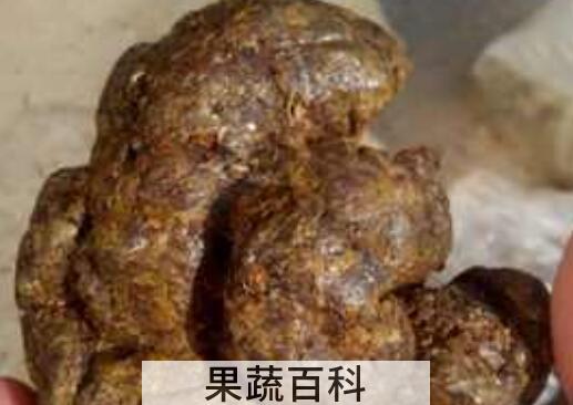 原始蜂胶图片 原始蜂胶的正确吃法