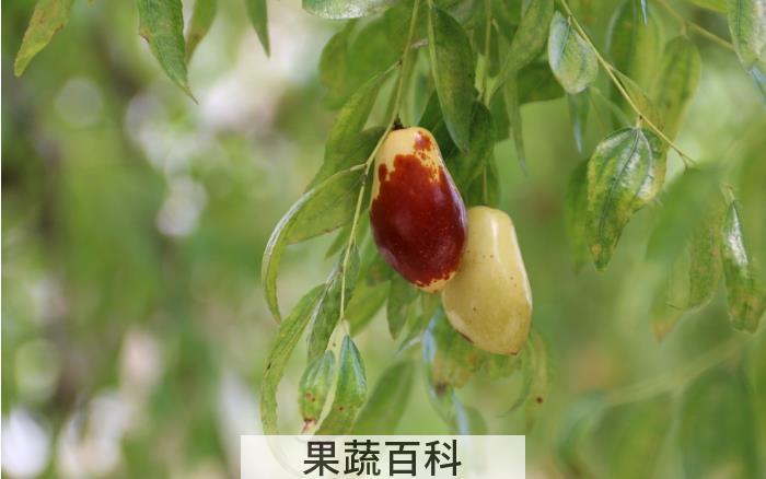 枣子的功效与作用，吃枣子可以养生吗