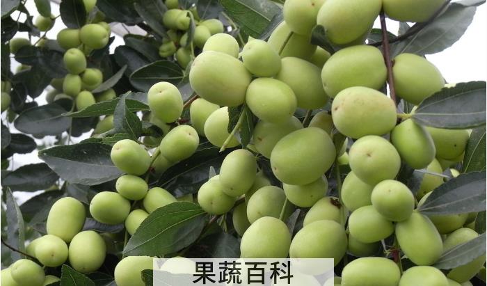 枣子的功效与作用，吃枣子可以养生吗