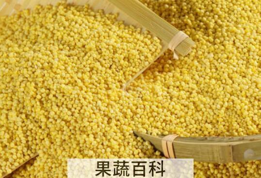什么人不宜吃小黄米 小黄米什么人不能吃