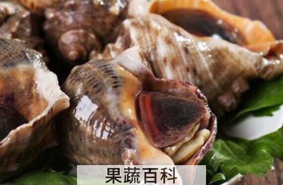 大海螺的营养价值 吃大海螺的好处