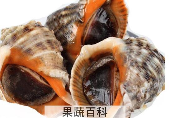 大海螺的营养价值 吃大海螺的好处
