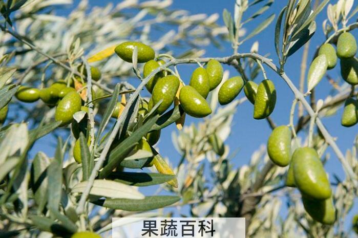 香甜可口橄榄的功效与作用，常吃橄榄对人体有哪些好处？