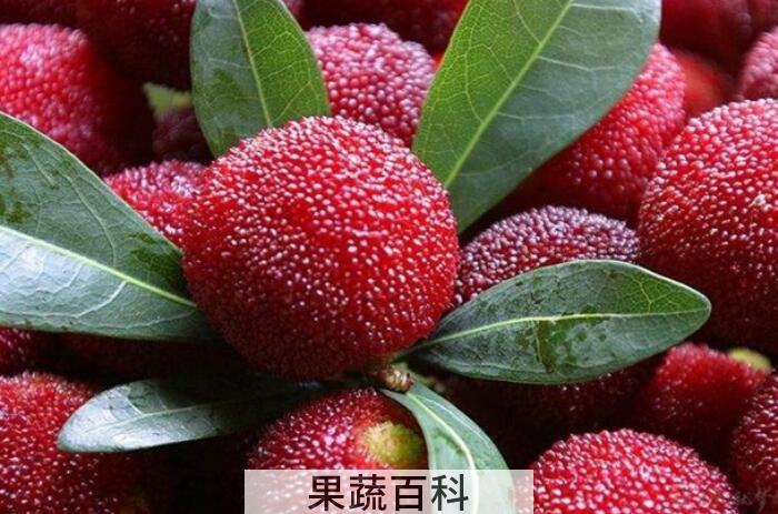 杨梅的功效与作用，男女老少皆喜爱