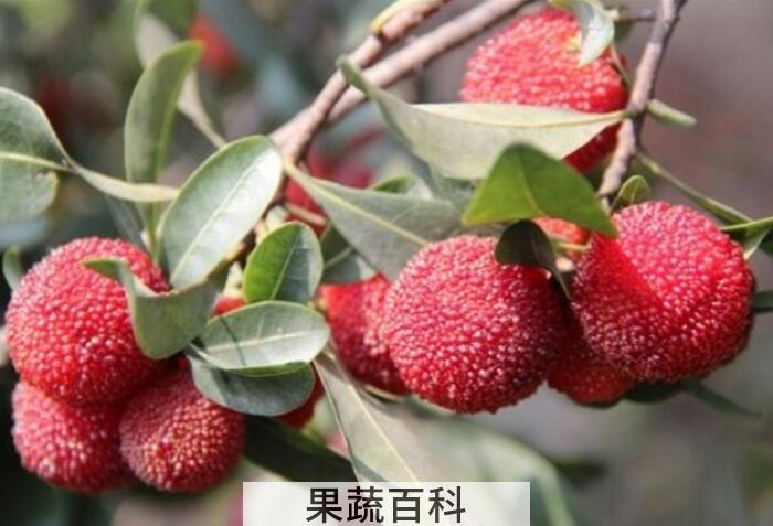 杨梅的功效与作用，男女老少皆喜爱