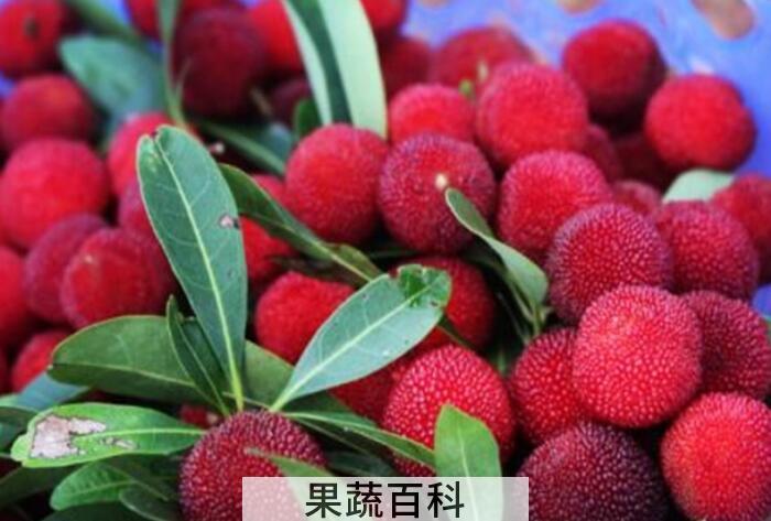 杨梅的功效与作用，男女老少皆喜爱