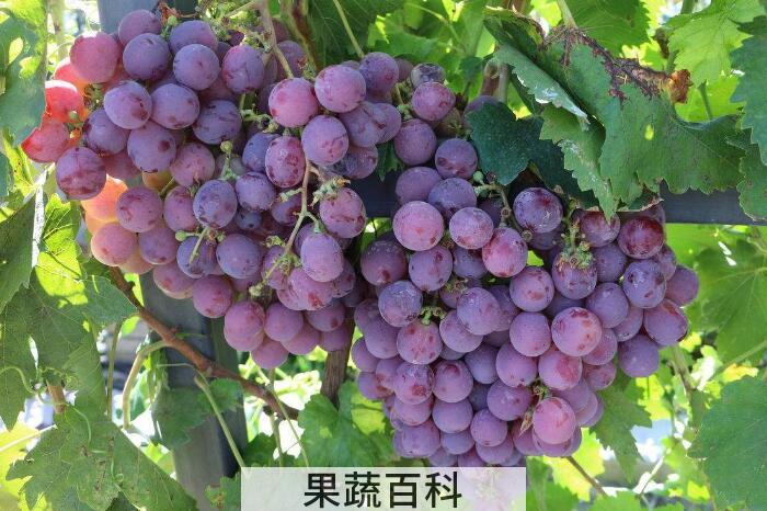 葡萄的功效与作用，每种颜色都具有不同的效果
