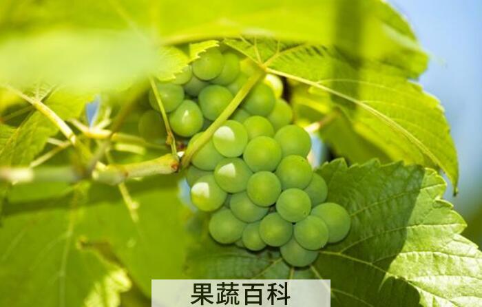 葡萄的功效与作用，每种颜色都具有不同的效果
