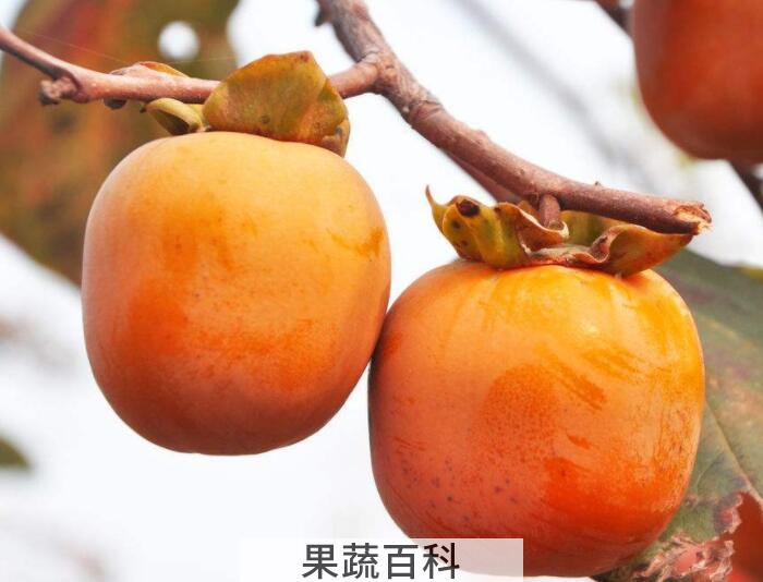 你知道柿子的功效与作用吗？食用、药用功效两不误