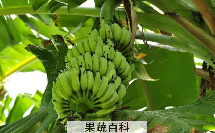 消炎解毒还抗癌，带你了解芭蕉的功效与作用