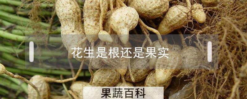花生是根还是果实