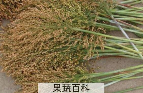 糜子和黍子的区别 糜子的食用功效
